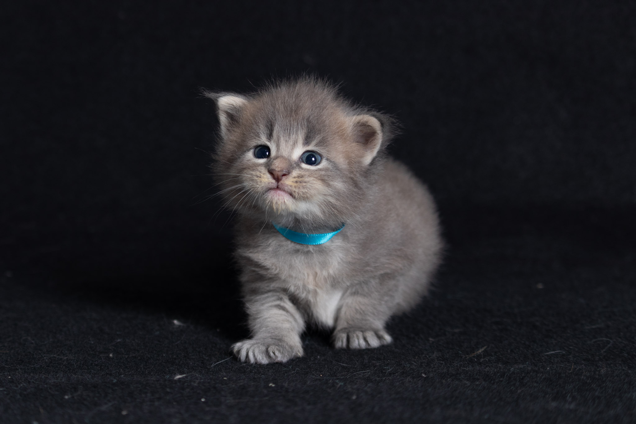 Filhote maine coon